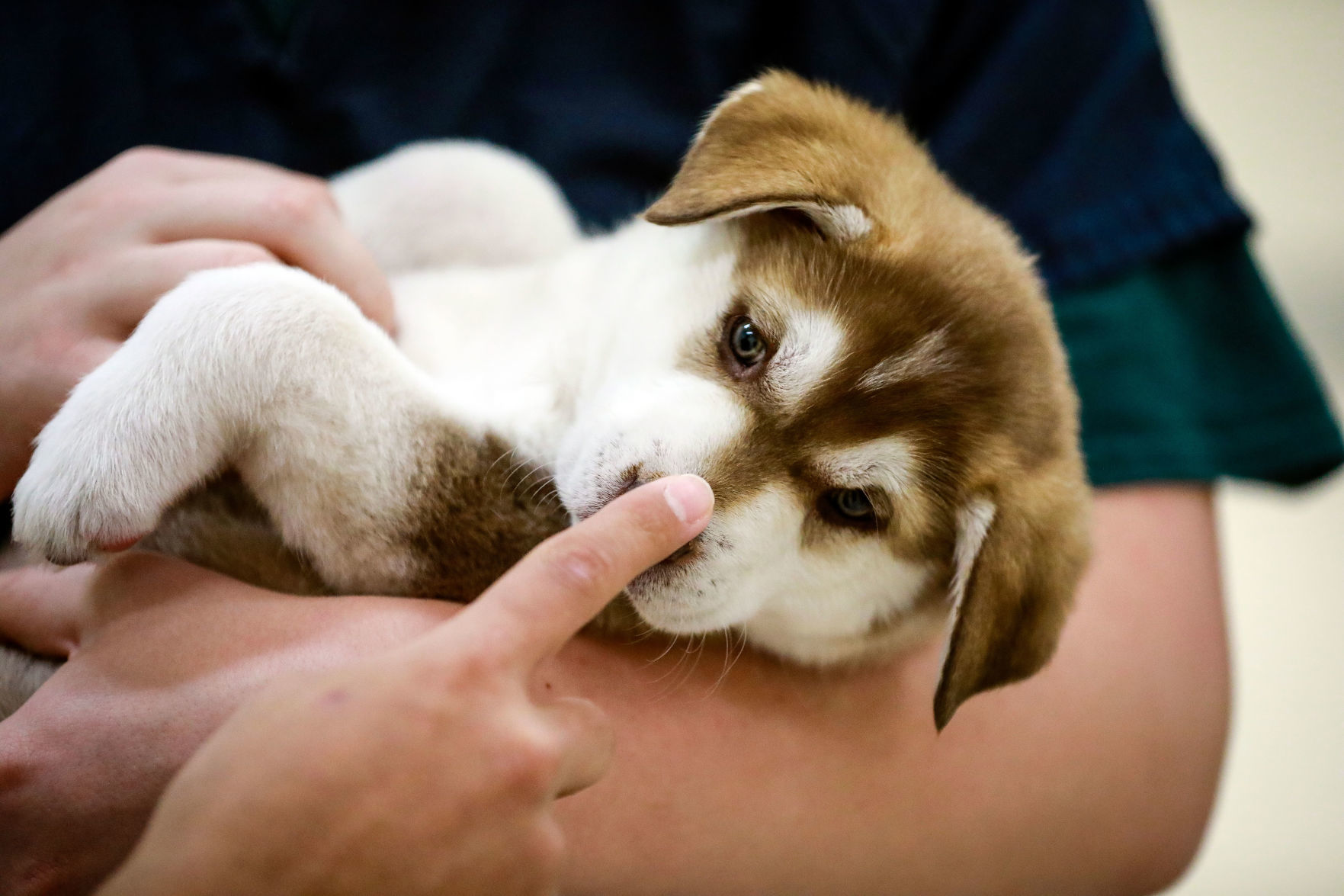 Paws Forward